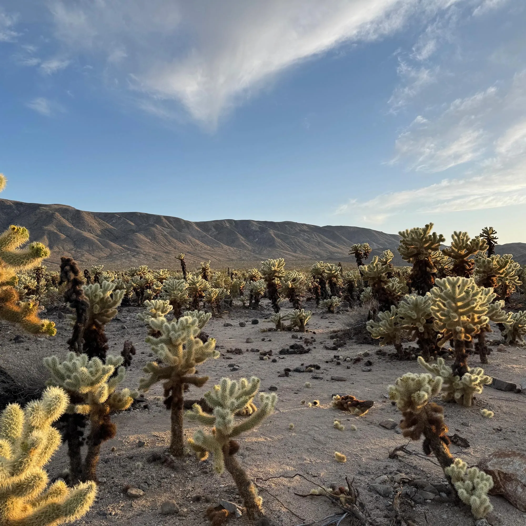 Cholla Cactus Gardens