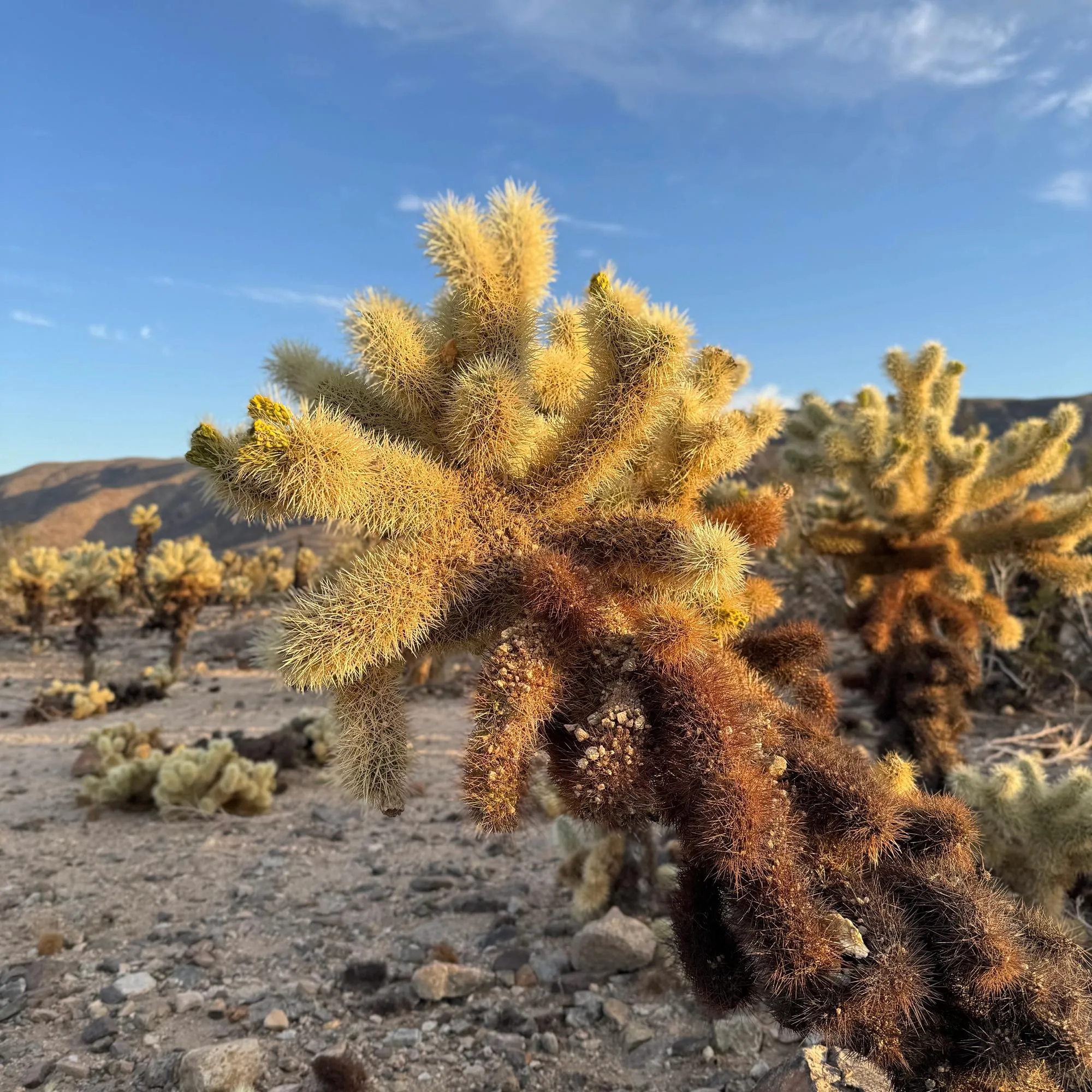 A Cholla Cactus