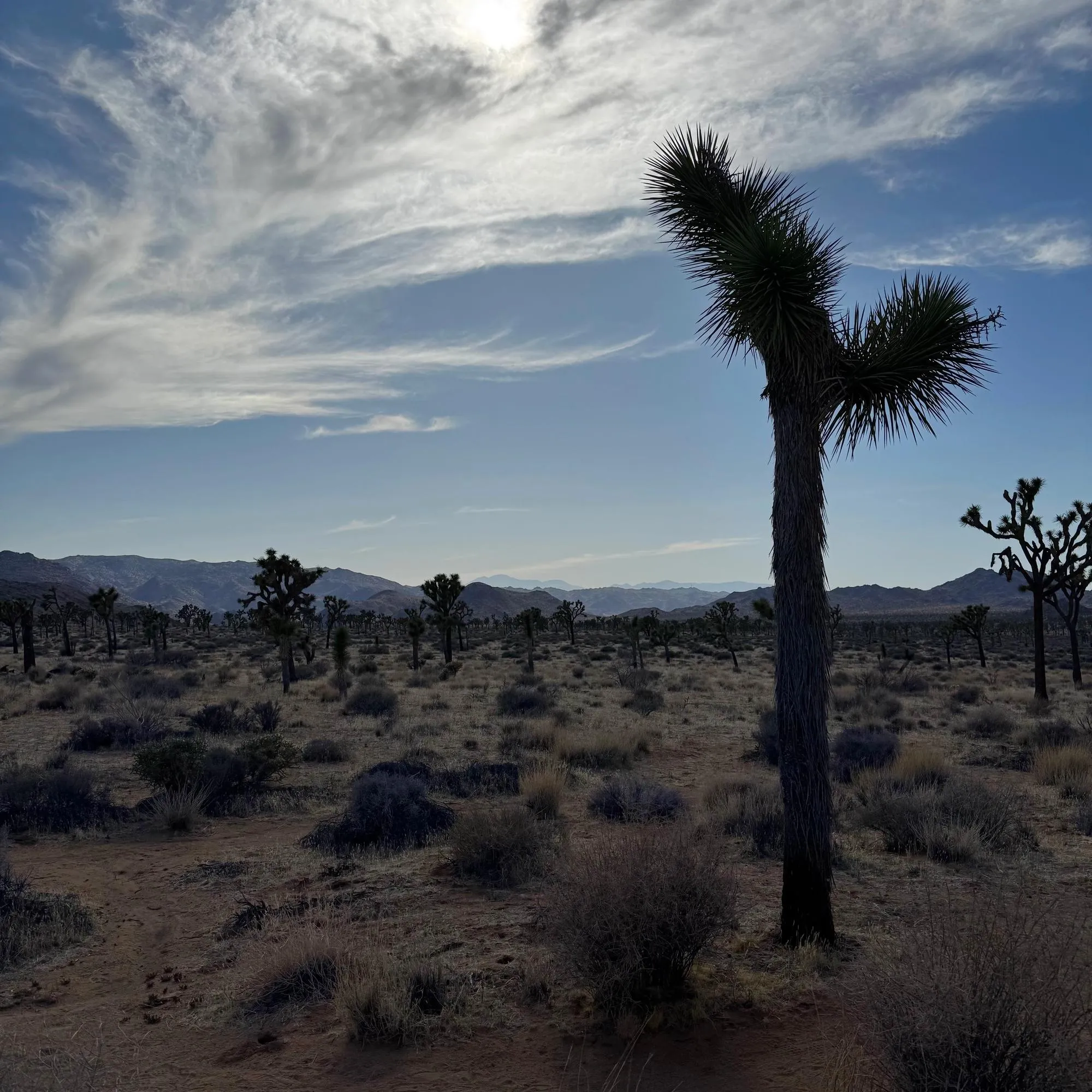 The Joshua Trees